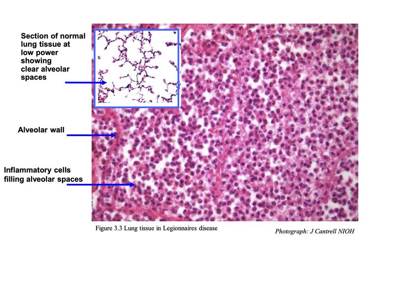 File:FIGURE 3.2 HISTOLOGY.jpg